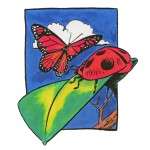 Butterfly Bug Close