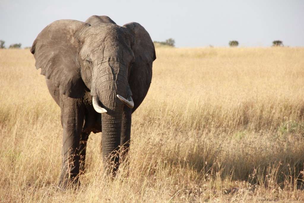 African Elephant Stencil