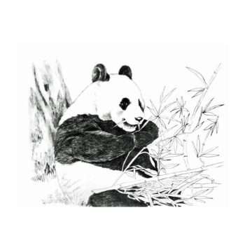 Panda Bear - Trichem Vintage Picture