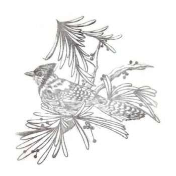 Bird Design Picture