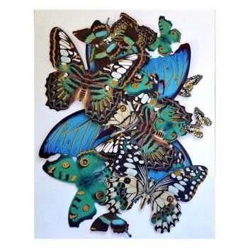 Blue Butterflies