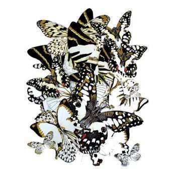 Gold Tinged Butterflies
