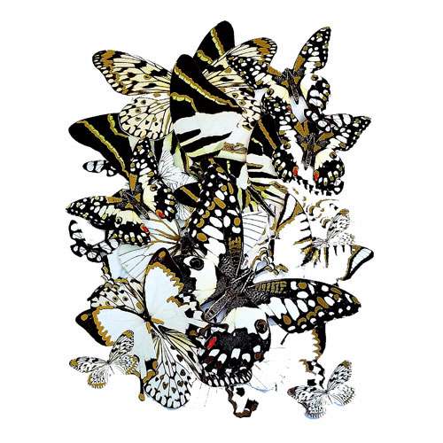 Gold Tinged Butterflies