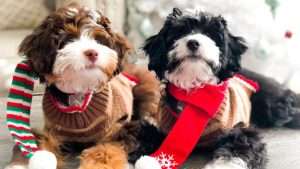 Unique Holiday Gifts