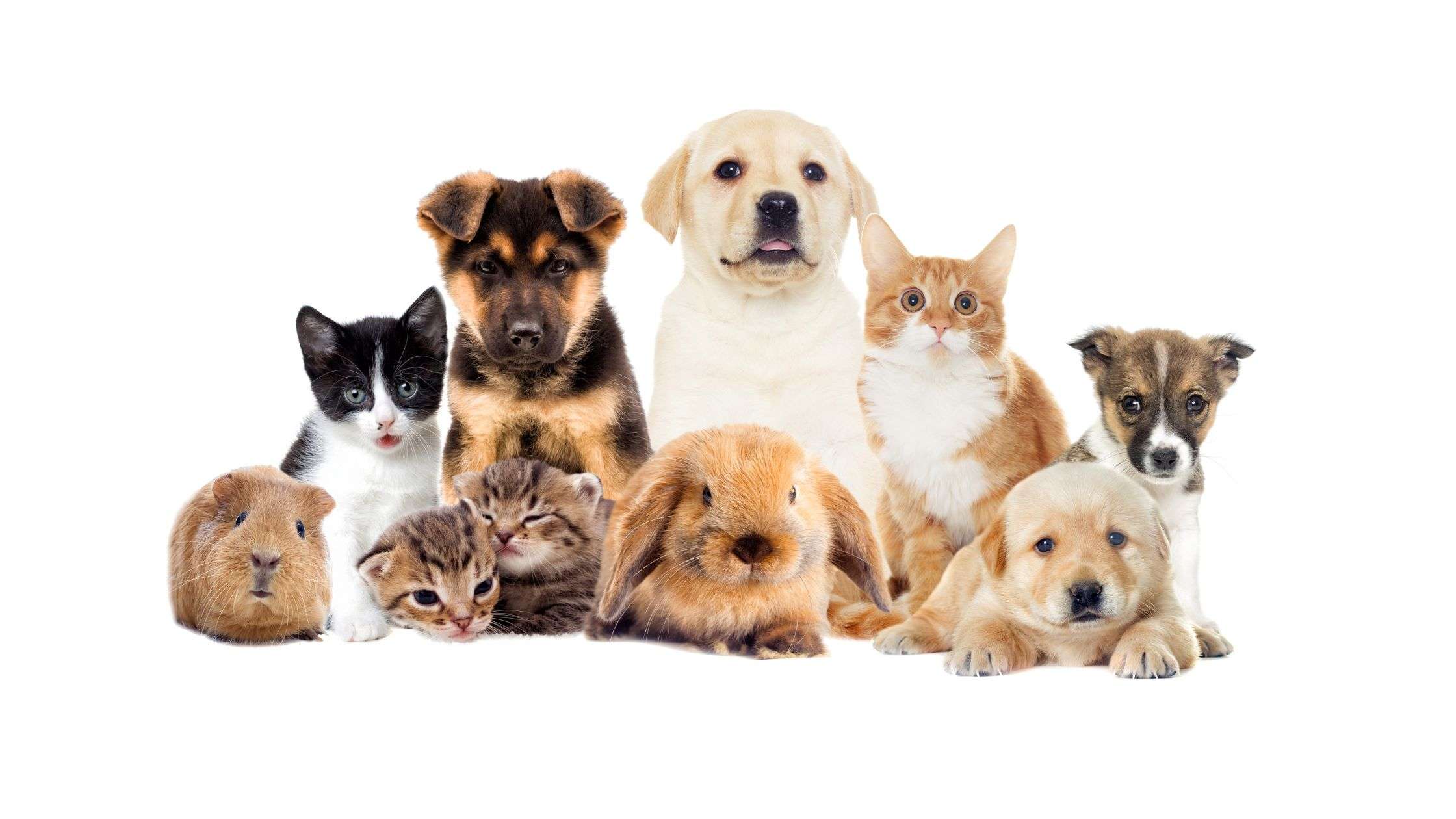 Pet DIY Crafts and Gifts