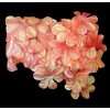 Pink Shimmering Flower Petals