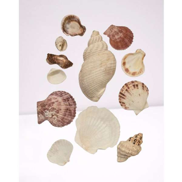 Assorted Pretty Craft Seashells
