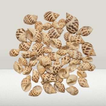 Babylon Craft Seashells Pack