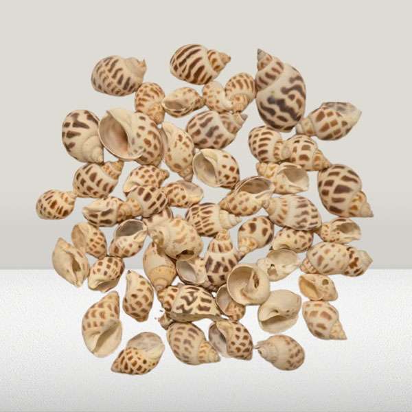 Babylon Craft Seashells Pack