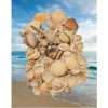 Craft Decoration Seashells Pack