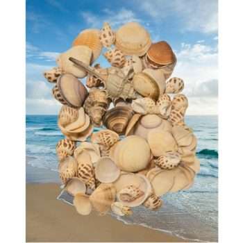 Craft Decoration Seashells Pack