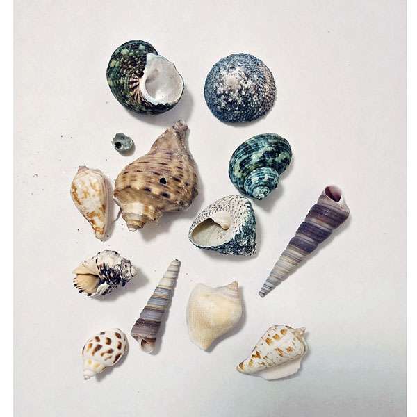 Craft Shell Pack