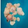 DIY Craft Shells Pack