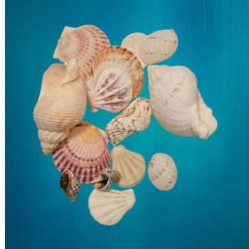 DIY Craft Shells Pack
