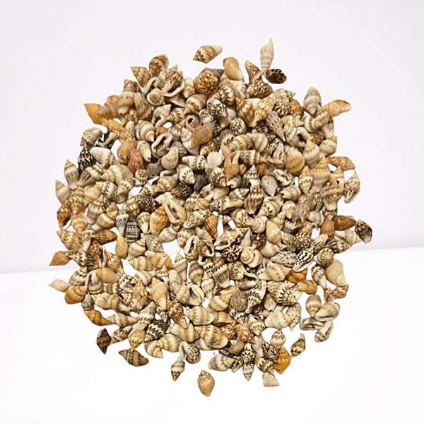Mini Spiral-Shaped Seashells