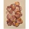 Scallop Shells Pack