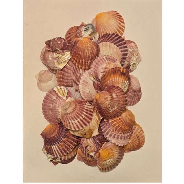Scallop Shells Pack