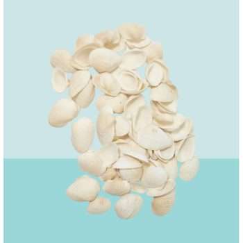 White Shells Craft Kit