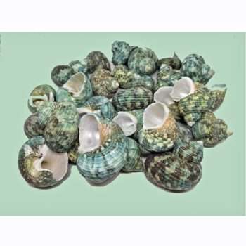 DIY Shells Pack - Green Turban Snail Shells