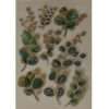 Botanical Stickers