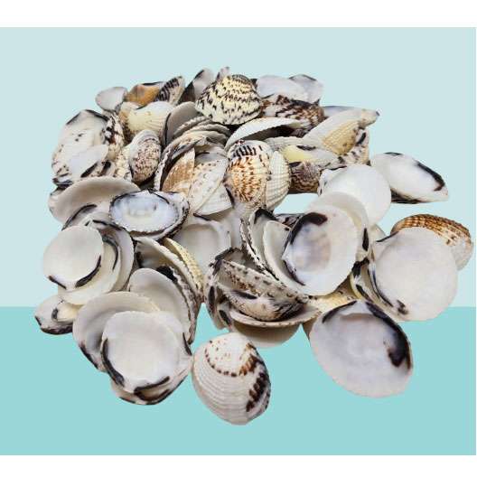 Clam Shells Pack - 335g