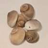 Large Snail Shells