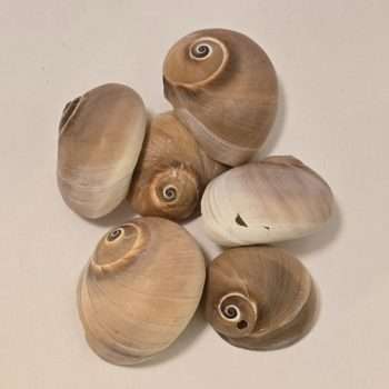 Large Snail Shells