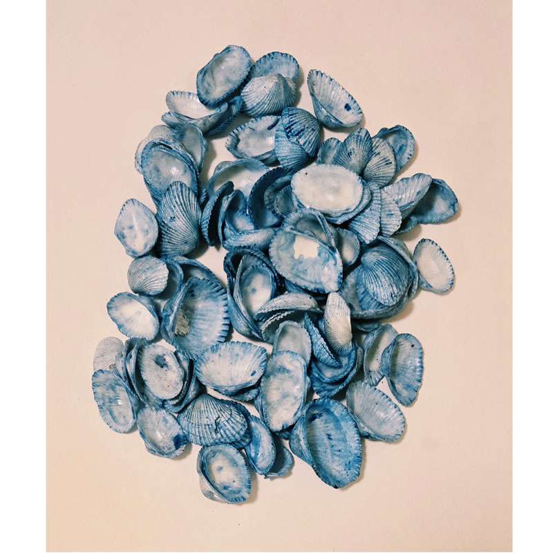 Blue Dyed Scallop Seashells Pack