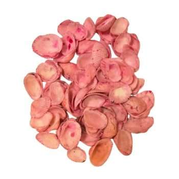 Pink Dyed Scallop Seashells Pack