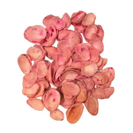 Pink Dyed Scallop Seashells Pack