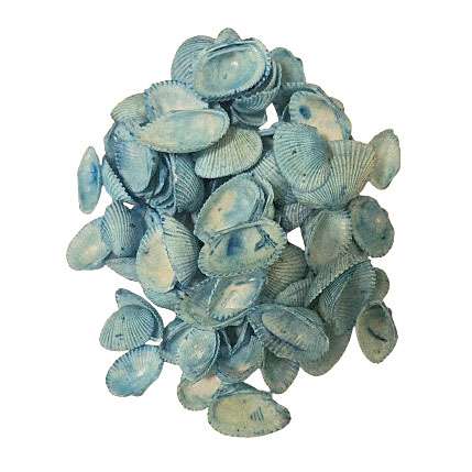 Turquoise Dyed Scallop Seashells Pack