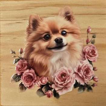 Pomeranian with Roses