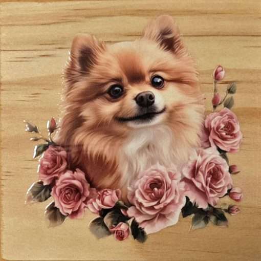 Pomeranian with Roses